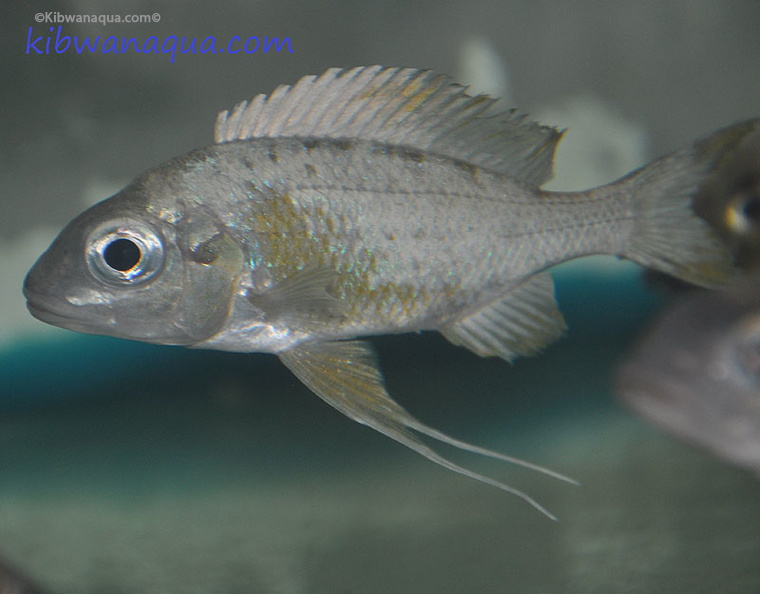 ophthalmotilapia-ventralis-mtoto-a.jpg