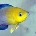 cyprichromis-jumbo-mpimbwe