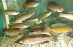 cyprichromis-microlepidotus-1