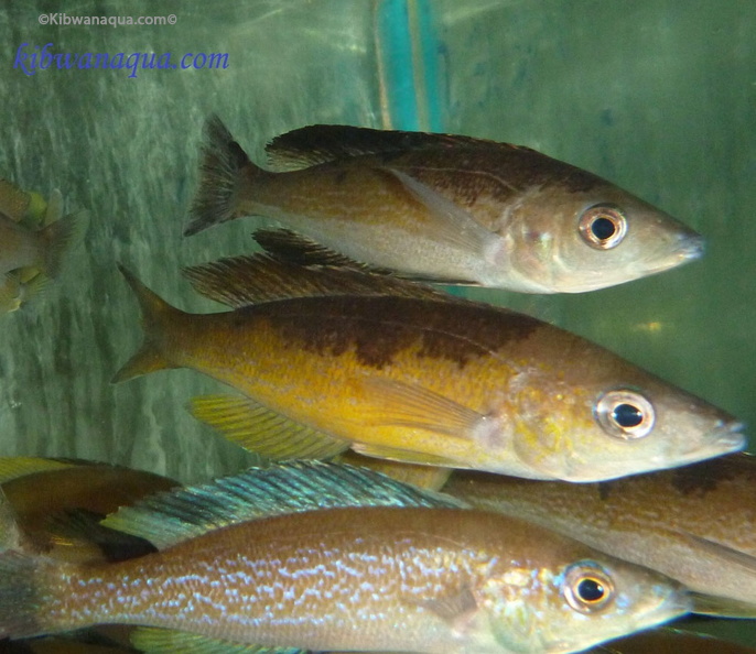 cyprichromis-microlepidotus-2.jpg