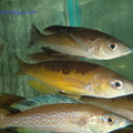 cyprichromis-microlepidotus-2