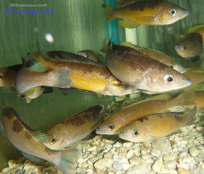 cyprichromis-microlepidotus-3.jpg