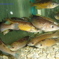 cyprichromis-microlepidotus-3