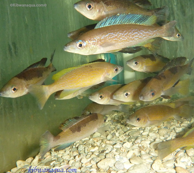 cyprichromis-microlepidotus-4