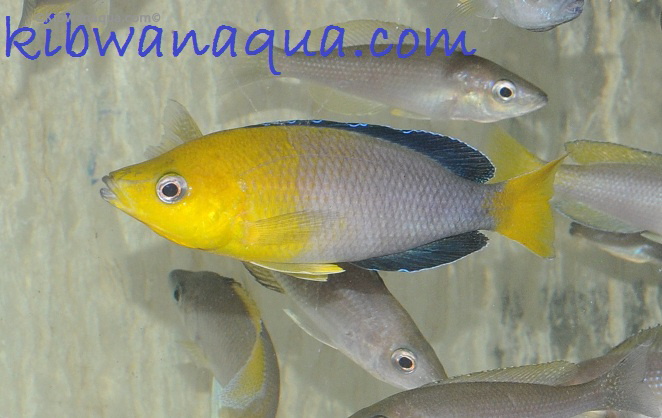 cyprichromis-jumbo-tricolor.JPG