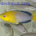 cyprichromis-jumbo-tricolor