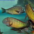 tropheus-ilangi-c.1