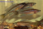 paracyprichromis-a.1