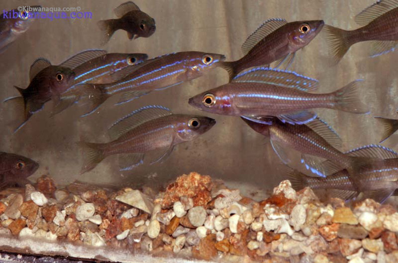 paracyprichromis-b.1.jpg