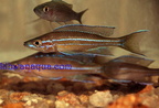 paracyprichromis-c.1