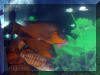 Petrochromis sp. red in a tank.