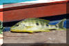Boulengerochromis microlepis.