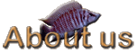 About us Kibwanaqua. Informations of fishs exporter.