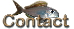 contact kibwanaqua | stock-list | rates of fishes.