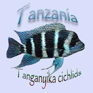 Cyphotilapia gibberosa. Kibwanaqua | Tanganyika cichlids.