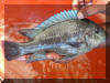 Petrochromis sp. giant "Mpimbwe", big male.