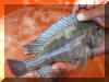 Petrochromis sp. giant "Mpimbwe".