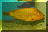Petrochromis cf. ephippium "Moshi yellow" at Abysse store.