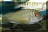 Petrochromis fasciolatus.
