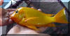 Petrochromis sp. ephipium (Moshi yellow).