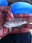 Neolamprologus