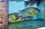 Petrochromis