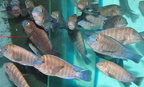 petrochromis-famula-kirizb