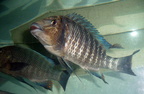 petrochromis-sp-giant-c