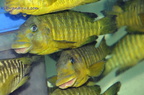 petrochromis-macroganthus-a