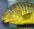 petrochromis-macroganthus-b
