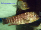 petrochromis-famula-sangala-b