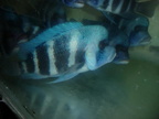 Cyphotilapia Frontosa Kansombo super Tz 1
