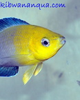Cyprichromis