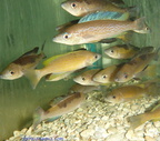 cyprichromis-microlepidotus-4