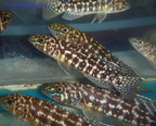Lepidiolamprologus