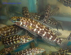 lepidiolamprologus-kendalli-b