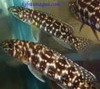 lepidiolamprologus-kendalli-d
