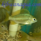 Ophthalmotilapia
