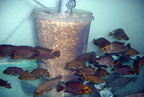 Altolamprologus compressiceps