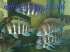 Cyph.Frontosa%20Kgomaa
