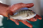 petro-fasciolatus