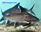 Non-cichlids