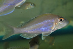 Xeno.Splopterus-Top-yellow-mabilibili1