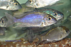 Cyathopharynx