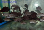 altolamp-compre-dwarfkabwe-c.1