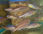 Benthochromis tricoti