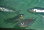 Bentho-Tricoti-Sibwesa1