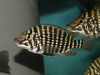Lobochilotes labiatus