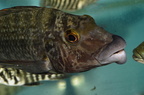 Lobochilotes-labiatus-c