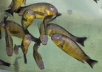 troph-brichardi-namansi-a